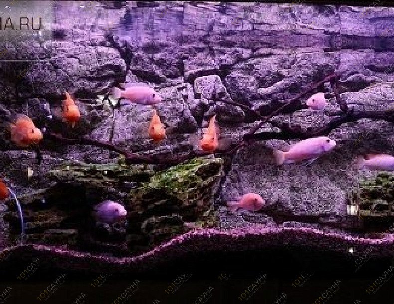 Сауна Грот, в Москве, Даниловский, Трофимова, 1 | 29 | 1001sauna.com