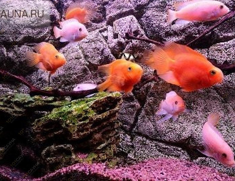 Сауна Грот, в Москве, Даниловский, Трофимова, 1 | 30 | 1001sauna.com