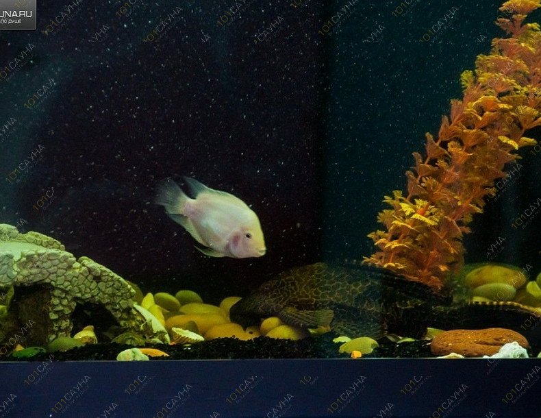 Сауна Альбатрос, в Чебоксарах, Т. Кривова, 10 | 10 | 1001sauna.com