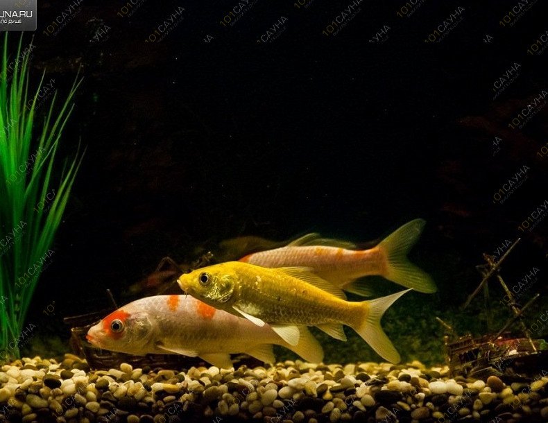 Сауна Альбатрос, в Чебоксарах, Т. Кривова, 10 | 17 | 1001sauna.com