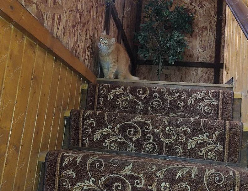 Сауна Жара, в Брянске, Шоссейная, 17Г | Баня и сауна. Фото 6 | 1001sauna.com