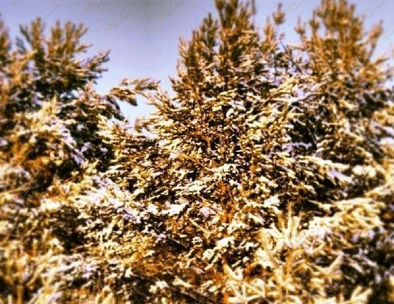 Банный комплекс Золотой лев, в Набережных Челнах, Боровецкая, 52 | 9 | 1001sauna.com