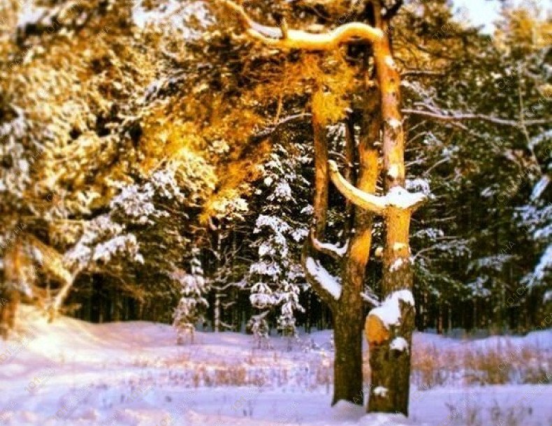 Банный комплекс Золотой лев, в Набережных Челнах, Боровецкая, 52 | 29 | 1001sauna.com