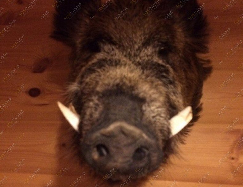 Сауна На Старообрядческом, в Калуге, Старообрядческий переулок, 16 (на перекрёстке с ул. Луначарского, р-н библиотеки Белинского) | 26 | 1001sauna.com