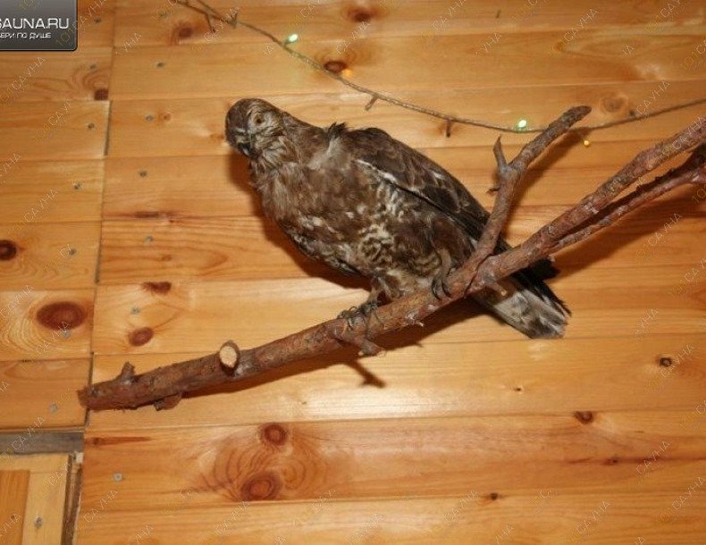 Баня Ёлки-Палки, в Воткинске, Воткинск, Шпалозаводская, 30А | 7 | 1001sauna.com