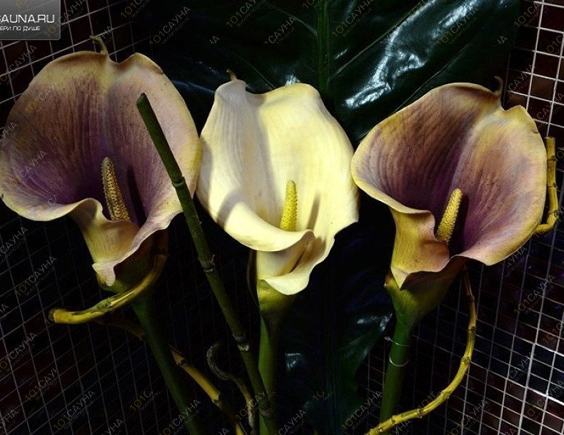 Сауна Соренто, в Москве, Дмитровское шоссе, 27, корпус 1 | Холл. Фото 7 | 1001sauna.com