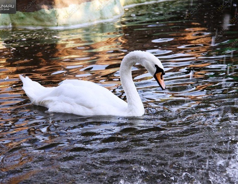 База отдыха Оазис в лесу, в Москве, Каширское шоссе, 63 км | 18 | 1001sauna.com