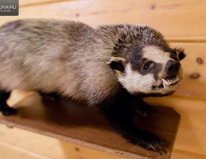 Русские бани На Перегонной 1, в Орске, Перегонная, 1 | Дом Охотника. Фото: | 1001sauna.com