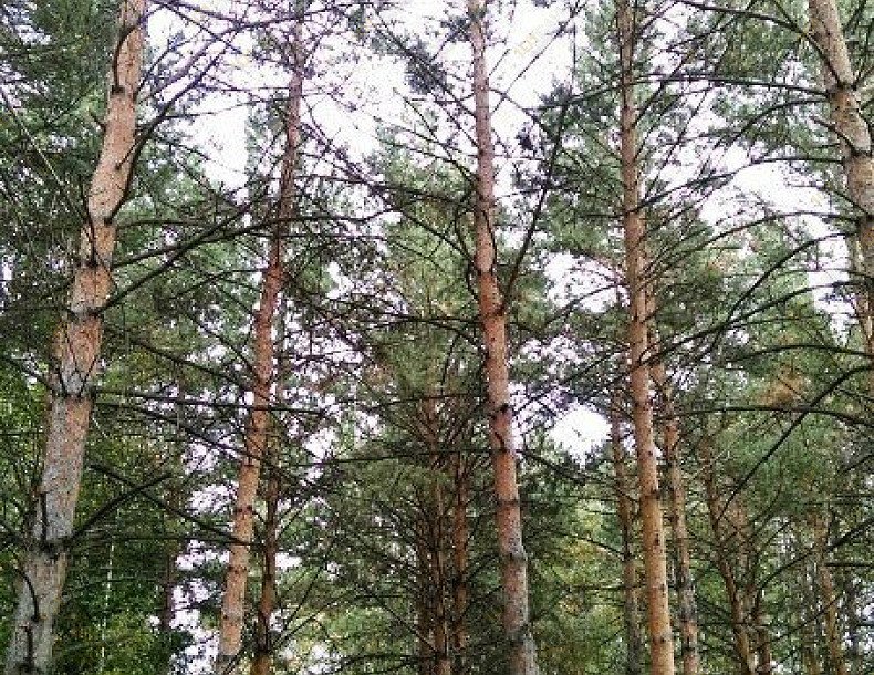 Баня в отеле Аквариум, в Кемерове, Механизаторов, 15а | 8 | 1001sauna.com