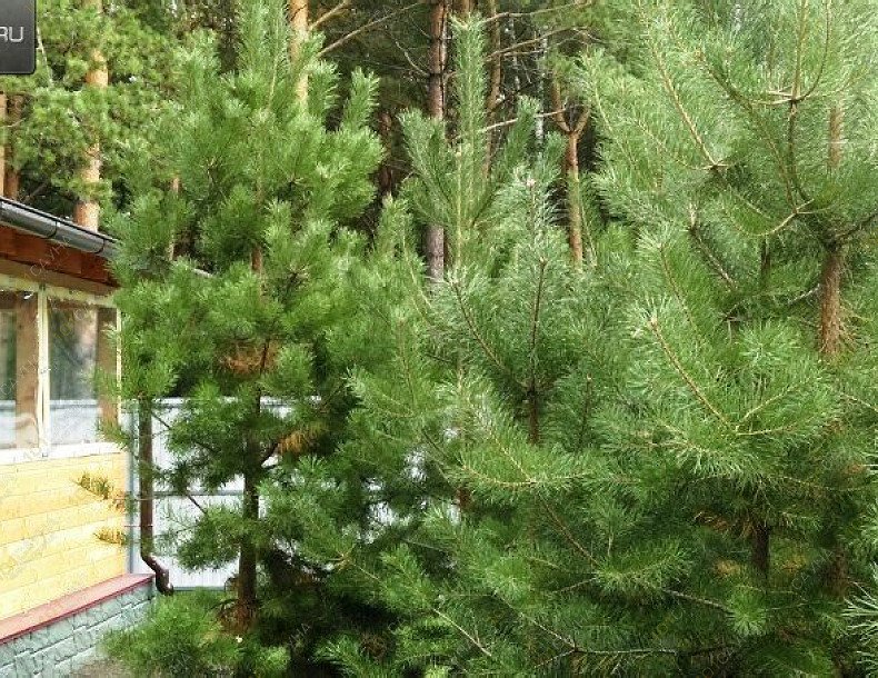 Баня в отеле Аквариум, в Кемерове, Механизаторов, 15а | 23 | 1001sauna.com