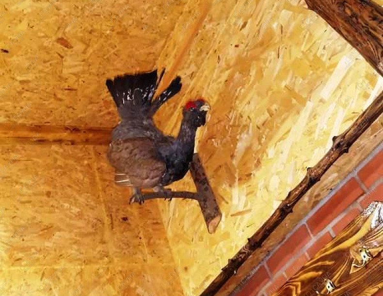 Комплекс Царская Охота, в Ижевске, Позимь, 2В | 11 | 1001sauna.com