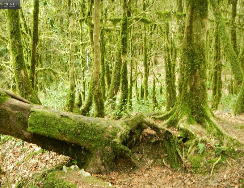 Горная баня РАССВЕТ, в Сочи, пос.Хлебороб, ул.Центральная 10 | Тисо-самшитовый лес | 1001sauna.com