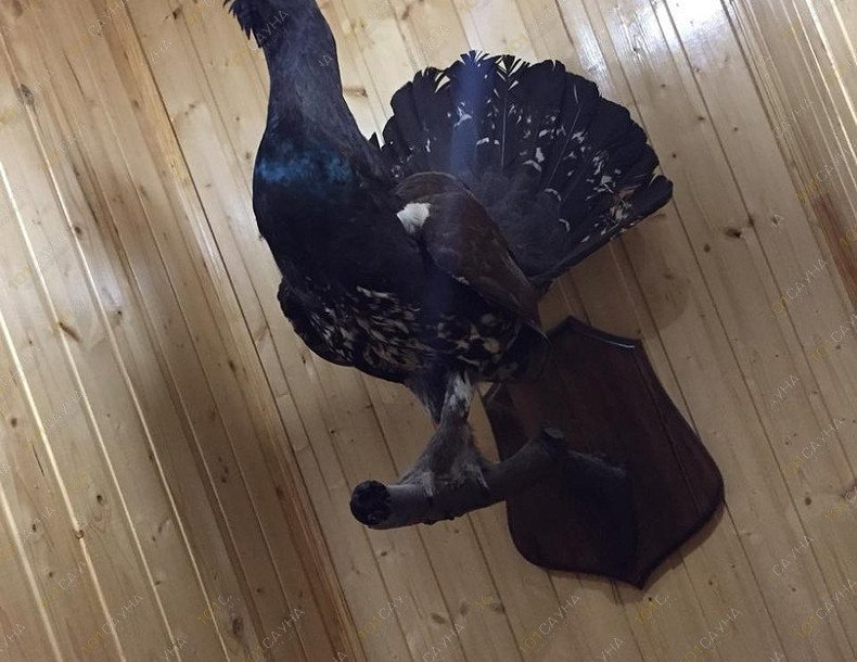 Гостевой дом Карелия, в Йошкар-Оле, г. Йошкар-Ола, ул. Советская, 47/14 | Интерьер | 1001sauna.com