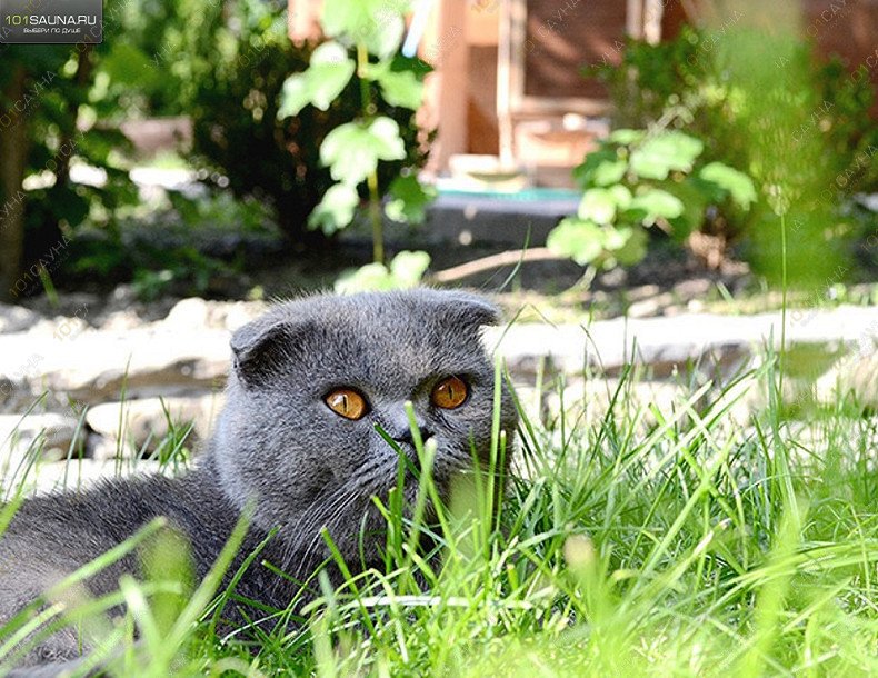 Баня на Красной поляне Маджи, в Красной Поляне, Эсто-Садок, ул. Дубравная, 52 | 13 | 1001sauna.com