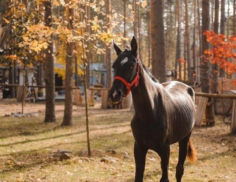 Wellness & Spa Усадьба мещерская, в Гусь-Хрустальном, ул. Интернациональная, д. 105 | 55 | 1001sauna.com