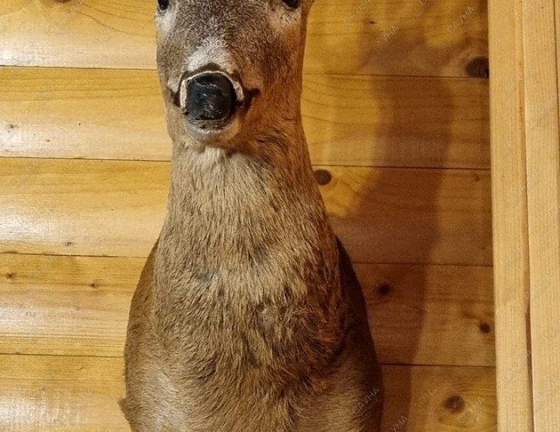 Сауна Фазан, в Ростове-на-Дону, улица Седова дом 31 | Интерьер. Фото 23 | 1001sauna.com