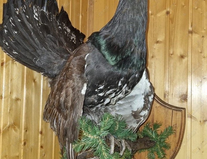 Сауна Фазан, в Ростове-на-Дону, улица Седова дом 31 | Интерьер. Фото 26 | 1001sauna.com