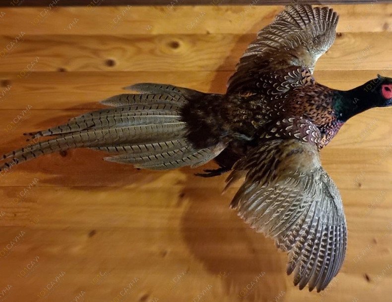 Сауна Фазан, в Ростове-на-Дону, улица Седова дом 31 | Интерьер. Фото 27 | 1001sauna.com