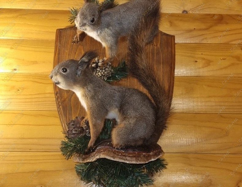 Сауна Фазан, в Ростове-на-Дону, улица Седова дом 31 | Интерьер. Фото 30 | 1001sauna.com