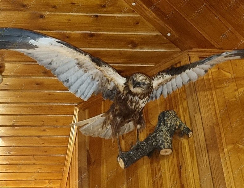 Сауна Фазан, в Ростове-на-Дону, улица Седова дом 31 | Интерьер. Фото 31 | 1001sauna.com