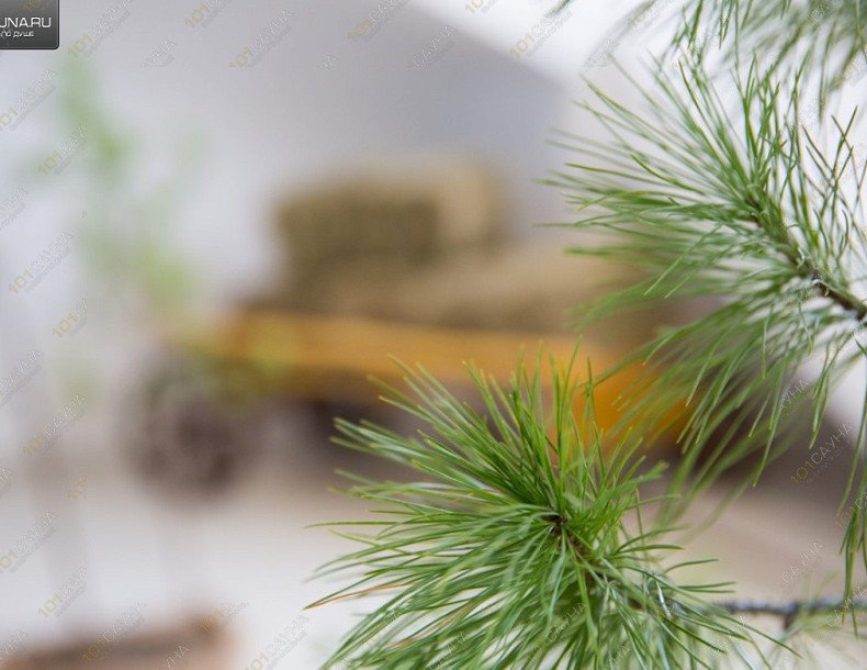 Сауны и бани Жар и Пар, в Нижневартовске, п.г.т. Излучинск, ул. Пионерная 16 | Сауна Жар и Пар в Нижневартовске. Фото: 62 | 1001sauna.com