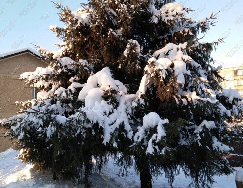 Банный дом Марика, в Королеве, Комаровка, 17а | 11 | 1001sauna.com