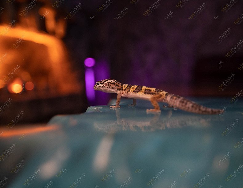 Сауна Chili, в Петрозаводске, Гоголя, 9 строение 3 | наш питомец | 1001sauna.com