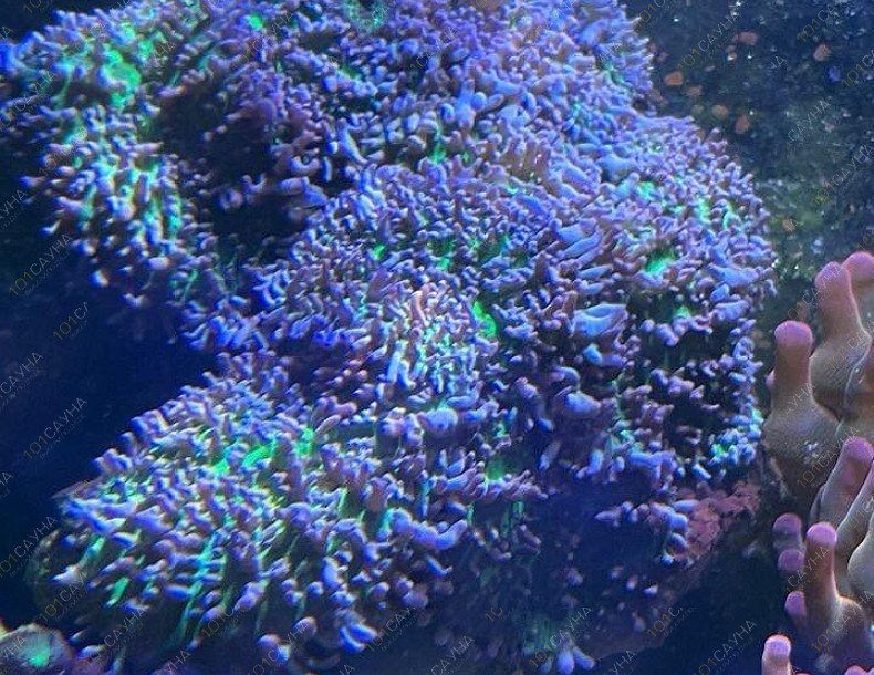 Русская баня на дровах Охотничий привал, в Краснодаре, ул. 40 лет Победы, 2/3 | Ресепшн. Наш аквариум. Фото 2 | 1001sauna.com