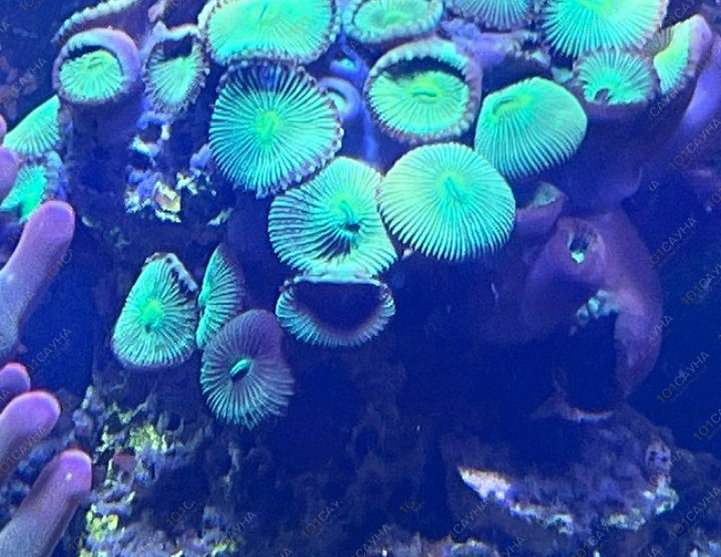 Русская баня на дровах Охотничий привал, в Краснодаре, ул. 40 лет Победы, 2/3 | Ресепшн. Наш аквариум. Фото 3 | 1001sauna.com