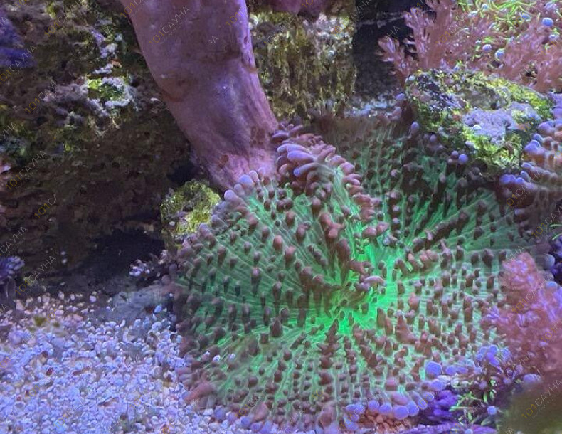 Русская баня на дровах Охотничий привал, в Краснодаре, ул. 40 лет Победы, 2/3 | Ресепшн. Наш аквариум. Фото 4 | 1001sauna.com