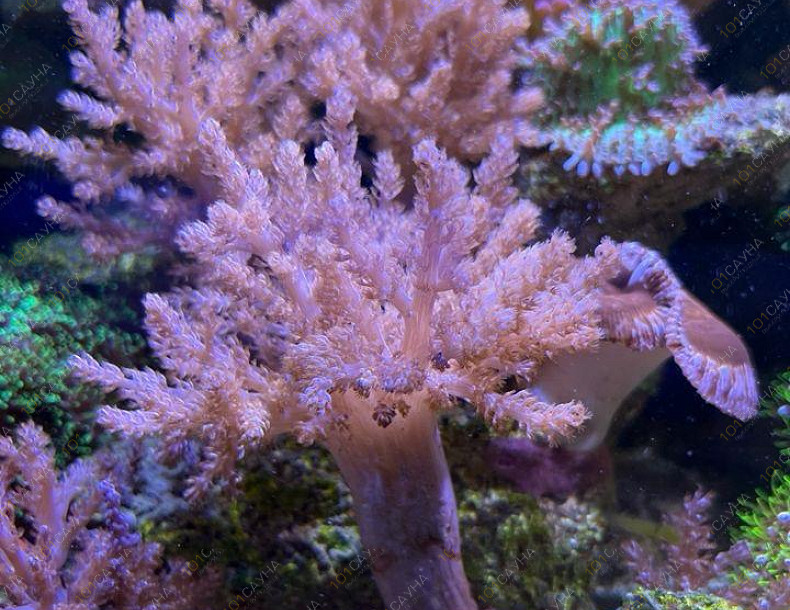 Русская баня на дровах Охотничий привал, в Краснодаре, ул. 40 лет Победы, 2/3 | Ресепшн. Наш аквариум. Фото 5 | 1001sauna.com