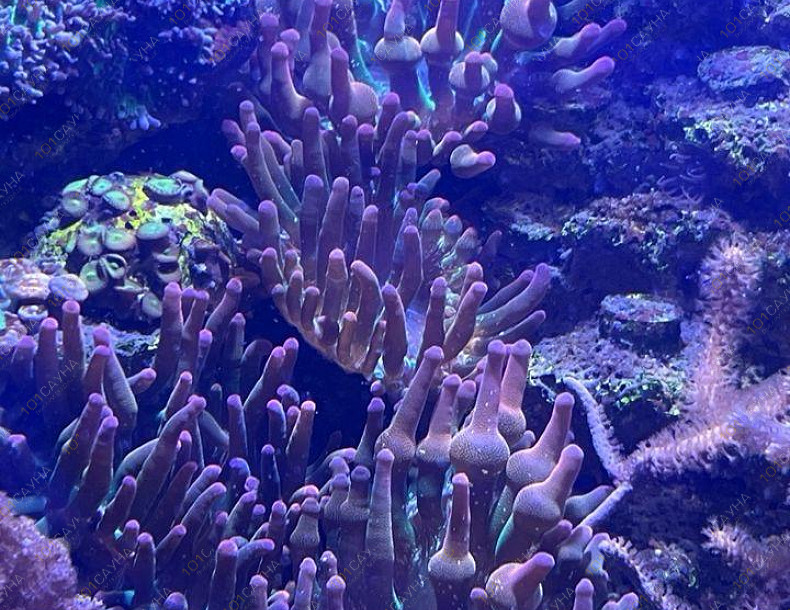 Русская баня на дровах Охотничий привал, в Краснодаре, ул. 40 лет Победы, 2/3 | Ресепшн. Наш аквариум. Фото 6 | 1001sauna.com