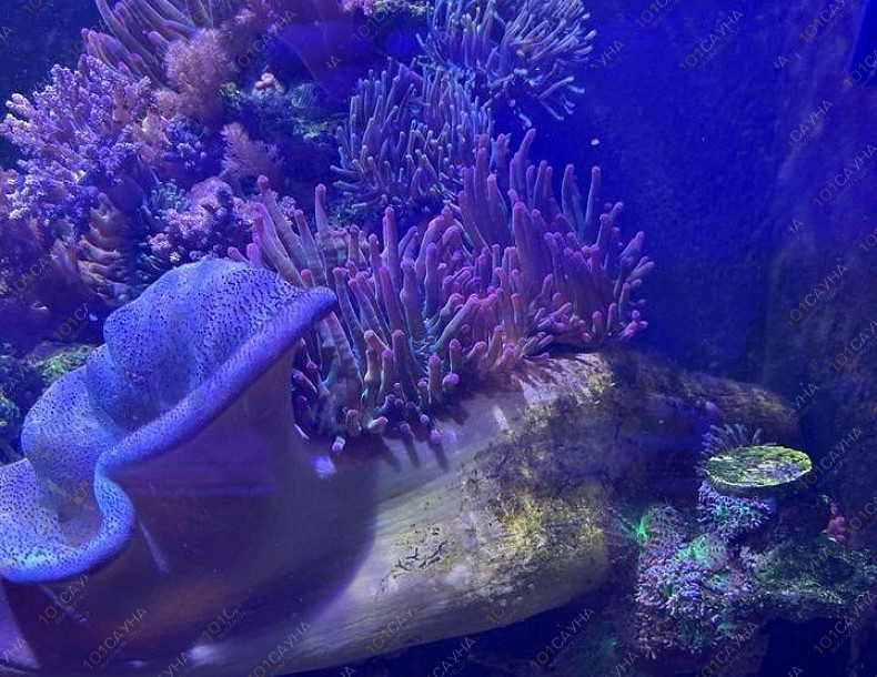 Русская баня на дровах Охотничий привал, в Краснодаре, ул. 40 лет Победы, 2/3 | Ресепшн. Наш аквариум. Фото 7 | 1001sauna.com