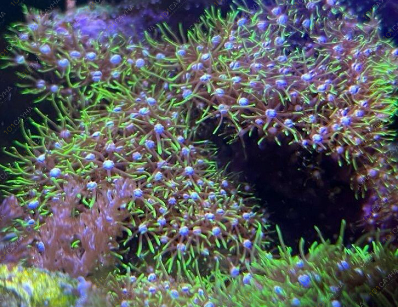 Русская баня на дровах Охотничий привал, в Краснодаре, ул. 40 лет Победы, 2/3 | Ресепшн. Наш аквариум. Фото 8 | 1001sauna.com