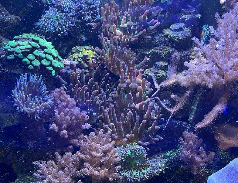 Русская баня на дровах Охотничий привал, в Краснодаре, ул. 40 лет Победы, 2/3 | Ресепшн. Наш аквариум. Фото 9 | 1001sauna.com