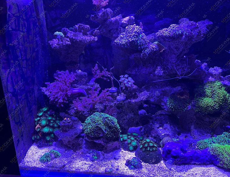 Русская баня на дровах Охотничий привал, в Краснодаре, ул. 40 лет Победы, 2/3 | Ресепшн. Наш аквариум. Фото 10 | 1001sauna.com