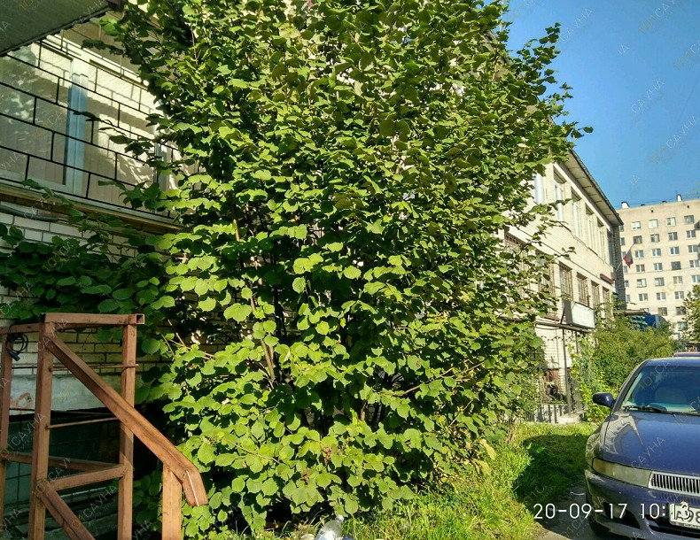 Банный SPA комплекс Paradise, в Санкт-Петербурге, просп. Ветеранов, 166 | Русская парная в банном комплексе Paradise | 1001sauna.com